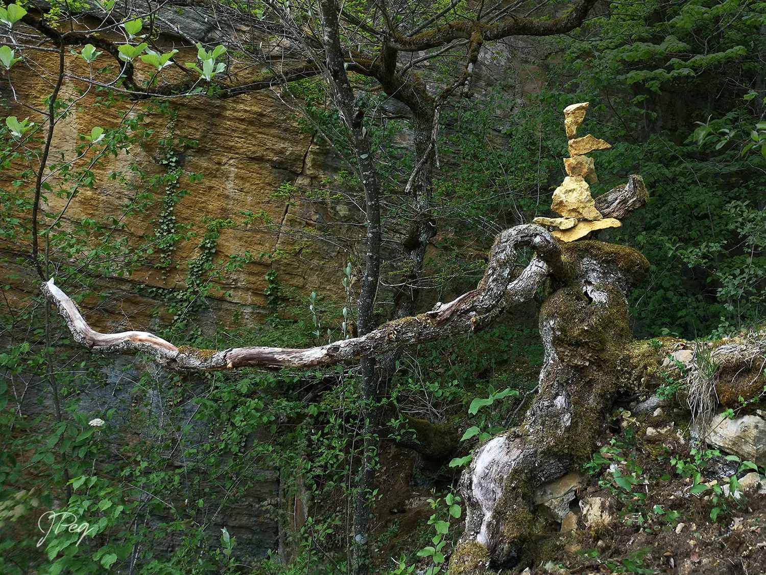 Albero caduto con rocce accatastate nella foresta.
